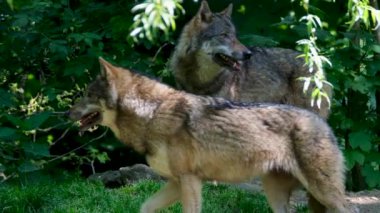 A lovely Nature scenery