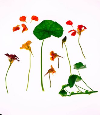 Nasturtium çiçek ve yaprakları