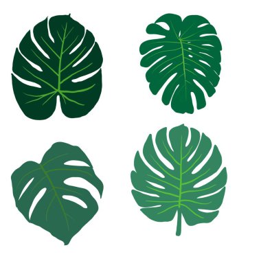 Monstera tropikal çiçekleriyle dolu.