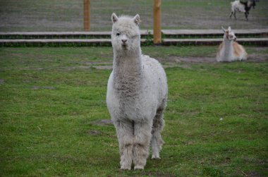 Çiftlikteki güzel alpaka
