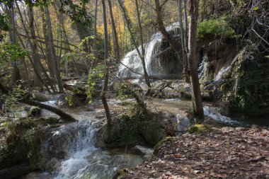 Natural source of water in the forest