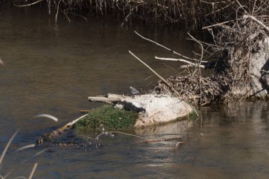 Bird alone in the river on the tree