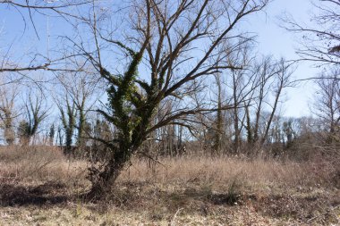 A very expressive tree in the forest