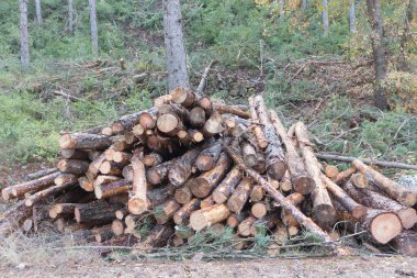 Trees destroyed by the hand of man