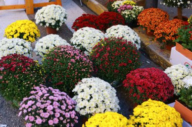 Flowers for sale at the pont de suert fair