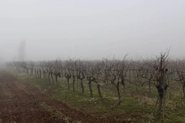 Viñedos Con Niebla Invierno — Foto de Stock