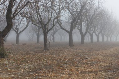 Aralık 'ta sisli badem ağaçları