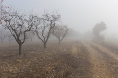 Yolda sisli badem ağaçları