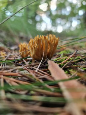Taraklı mantar vahşi orman makrosunda yetişir. 