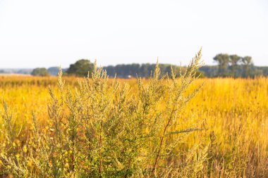 Eylülde buğday tarlasına yakın çekim. Yüksek kalite fotoğraf