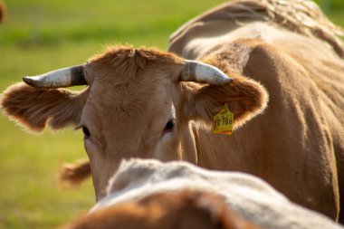 Eylül 'de çayırdaki kahverengi inekler. Yüksek kalite fotoğraf