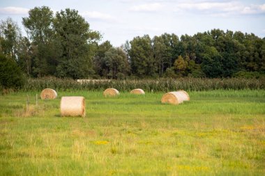 Eylülde çayırda saman balyaları. Yüksek kalite fotoğraf