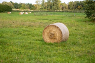 Eylülde çayırda saman balyaları. Yüksek kalite fotoğraf
