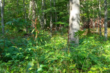 Ormanda tanımsız bir ağaç