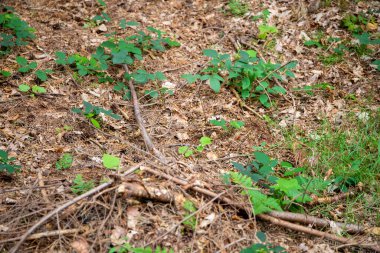 Ağustosta yapraklar ve yosunlar orman zeminini kapladı. Yüksek kalite fotoğraf