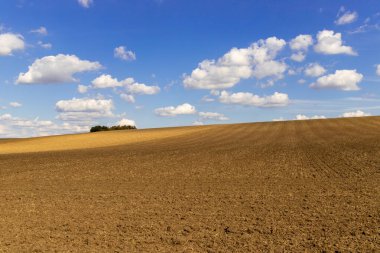 Mavi gökyüzü ve küçük beyaz bulutları olan tepelik bir tarım arazisi manzarası. Arka planda birkaç ağaç var. Yüksek kalite fotoğraf