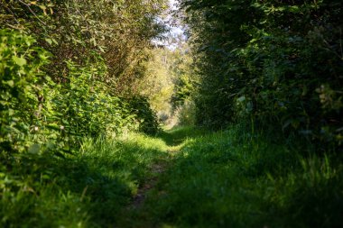 Bir sürü yeşilliği olan küçük bir orman yolu..