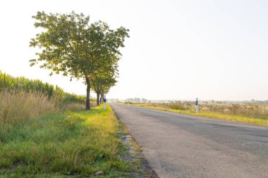 Kenarlarında ağaçlar ve mısır tarlaları olan bir köy yolu. Yüksek kalite fotoğraf