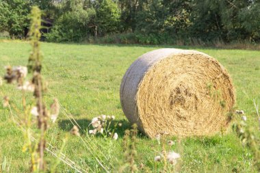 Arka planda orman ve ön planda çiçekler olan bir çayırda saman balyaları..