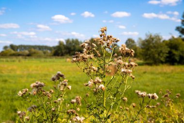 Ağustosta devedikeni yakın plan, arka planda ağaçlı bir çayır ve küçük bulutlu mavi gökyüzü..