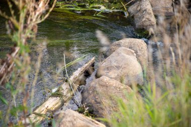 Taşları ve deniz bitkileri olan nehir, sahildeki tüylü bitkilerin arasından.