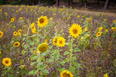 Bir tarlada sarı bir çiçek. Yüksek kalite fotoğraf