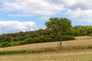 Arka planda bir tarladaki ağaç bir orman..