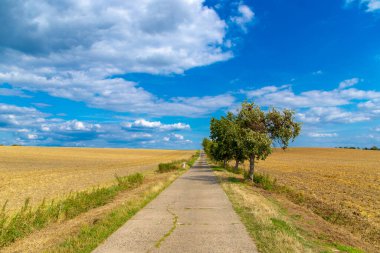 Asfaltlı toprak yolun yanındaki elma ağacı, mavi gökyüzü ve beyaz bulutlar..