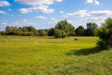 Ağaçlı bir tarlada panorama manzarası ve mavi gökyüzü olan otlar..