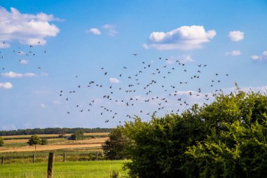Mavi gökyüzü olan bir çayır tarlasında kuş sürüsü. Yüksek kalite fotoğraf