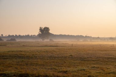 Sabahları buğday tarlasının sisli manzarası. Yüksek kalite fotoğraf