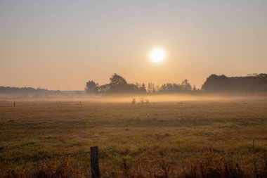 Sabahları buğday tarlasının sisli manzarası. Yüksek kalite fotoğraf