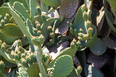 Yabani dikenli armut, çimentoda Opuntie kaktüsü. Yüksek kalite fotoğraf