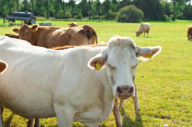 Eylül 'de çayırdaki kahverengi inekler. Yüksek kalite fotoğraf