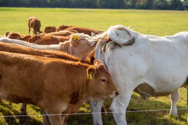 Eylül 'de çayırdaki kahverengi ve beyaz inekler. Yüksek kalite fotoğraf