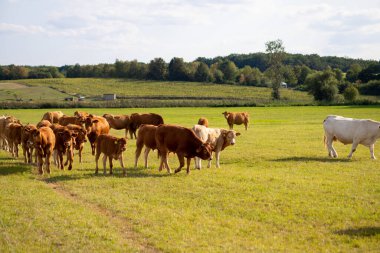 Eylül 'de çayırdaki kahverengi inekler. Yüksek kalite fotoğraf