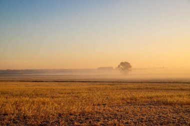 Sabahları buğday tarlasının sisli manzarası. Yüksek kalite fotoğraf