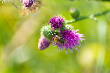 Bir çiçeğin yakın çekimi. Yüksek kalite fotoğraf
