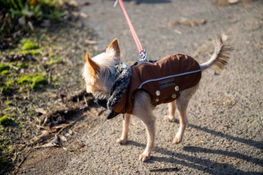 Kahverengi ceketli küçük köpek kırmızı bir tasmayla yürüyüşe çıkıyor..