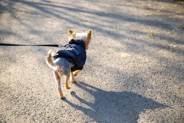 little dog with a blue jacket goes for a walk on a black leash.