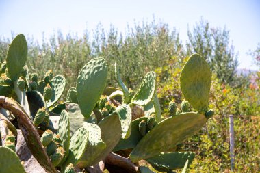 Yabani dikenli armut, çimentoda Opuntie kaktüsü. Yüksek kalite fotoğraf