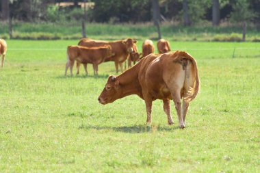 Bir inek yemyeşil bir tarlada otluyor. Yüksek kalite fotoğraf