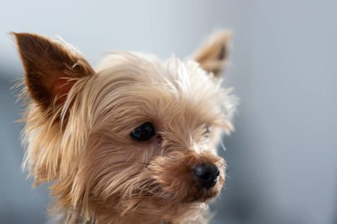 Küçük kahverengi ve beyaz bir köpek kameraya bakıyor. Yüksek kalite fotoğraf