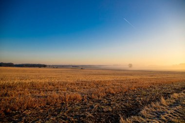 Sabahları buğday tarlasının sisli manzarası. Yüksek kalite fotoğraf