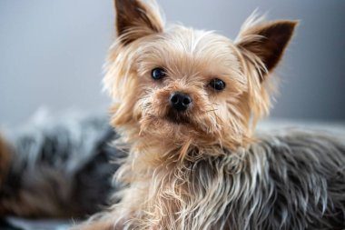 Bir köpeğin yakın çekimi. Yüksek kalite fotoğraf