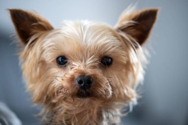 Küçük kahverengi ve beyaz bir köpek kameraya bakıyor. Yüksek kalite fotoğraf