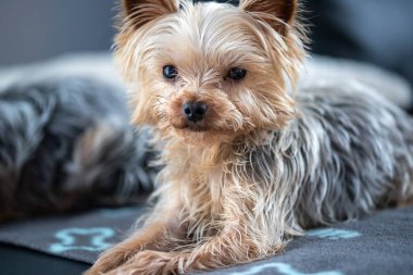 Bir köpeğin yakın çekimi. Yüksek kalite fotoğraf