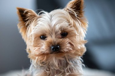 Küçük kahverengi ve beyaz bir köpek kameraya bakıyor. Yüksek kalite fotoğraf