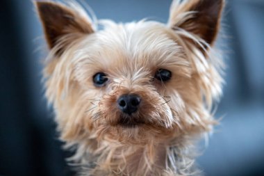 Küçük kahverengi ve beyaz bir köpek kameraya bakıyor. Yüksek kalite fotoğraf