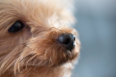 Küçük kahverengi ve beyaz bir köpek kameraya bakıyor. Yüksek kalite fotoğraf